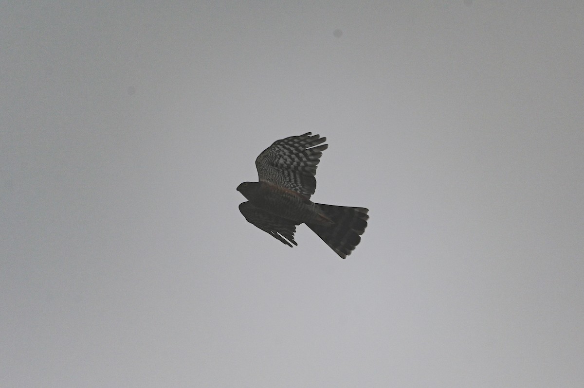 krahujec americký (ssp. ventralis) - ML616855129