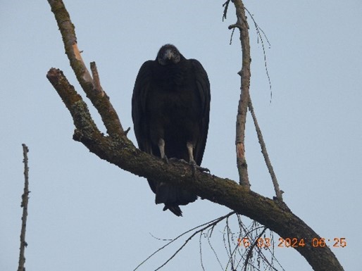 Black Vulture - ML616855157