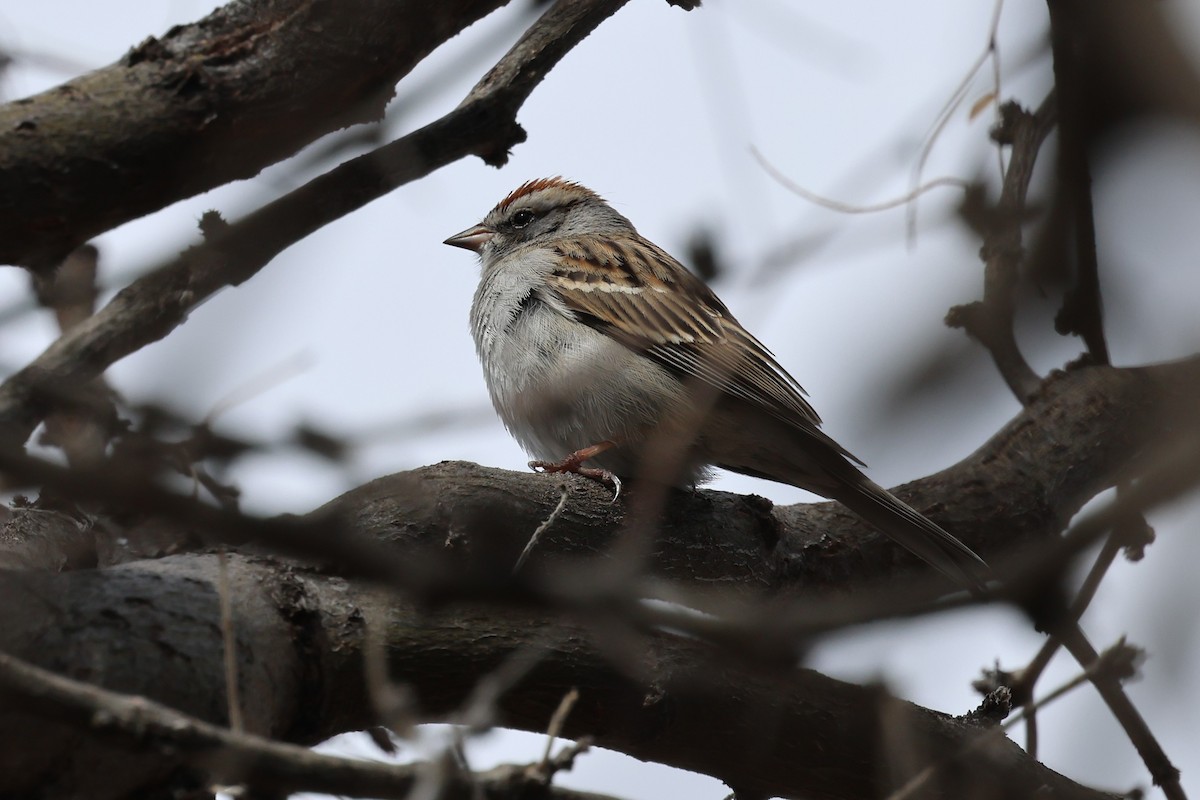 Chipping Sparrow - Andy Bridges
