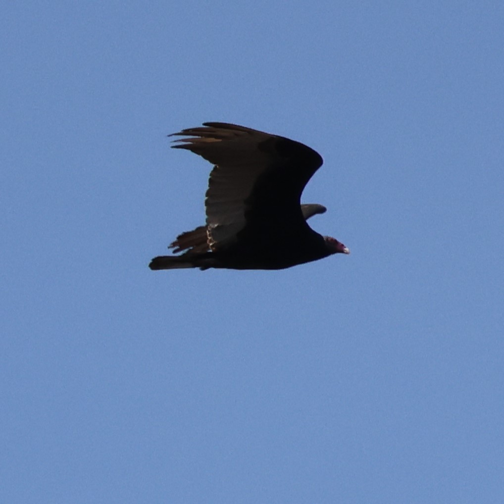 Turkey Vulture - ML616855219
