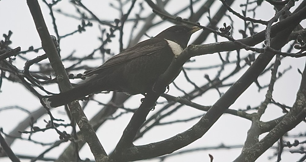 Ring Ouzel (Northern) - ML616855226