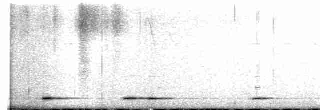 Ошейниковый сычик - ML616855253