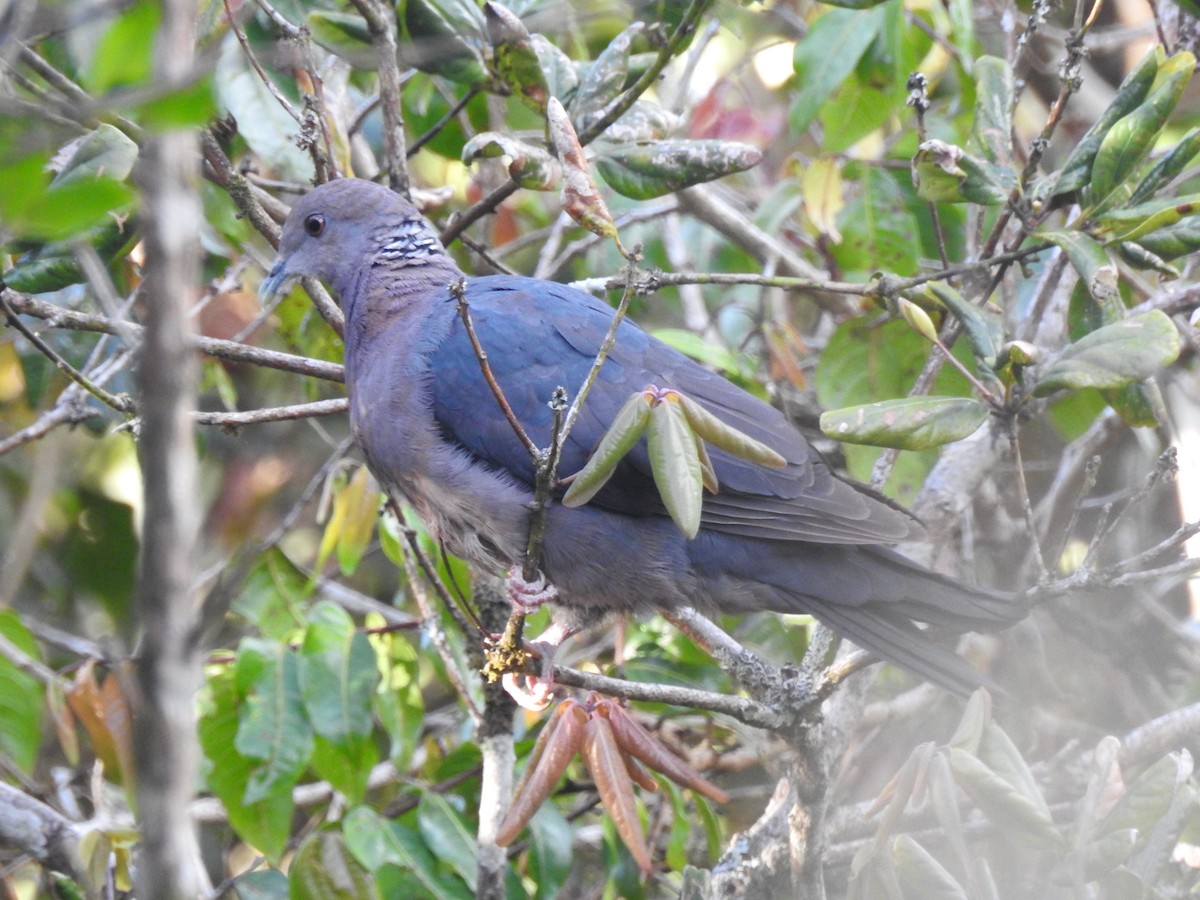 Sri Lanka Wood-Pigeon - ML616855269