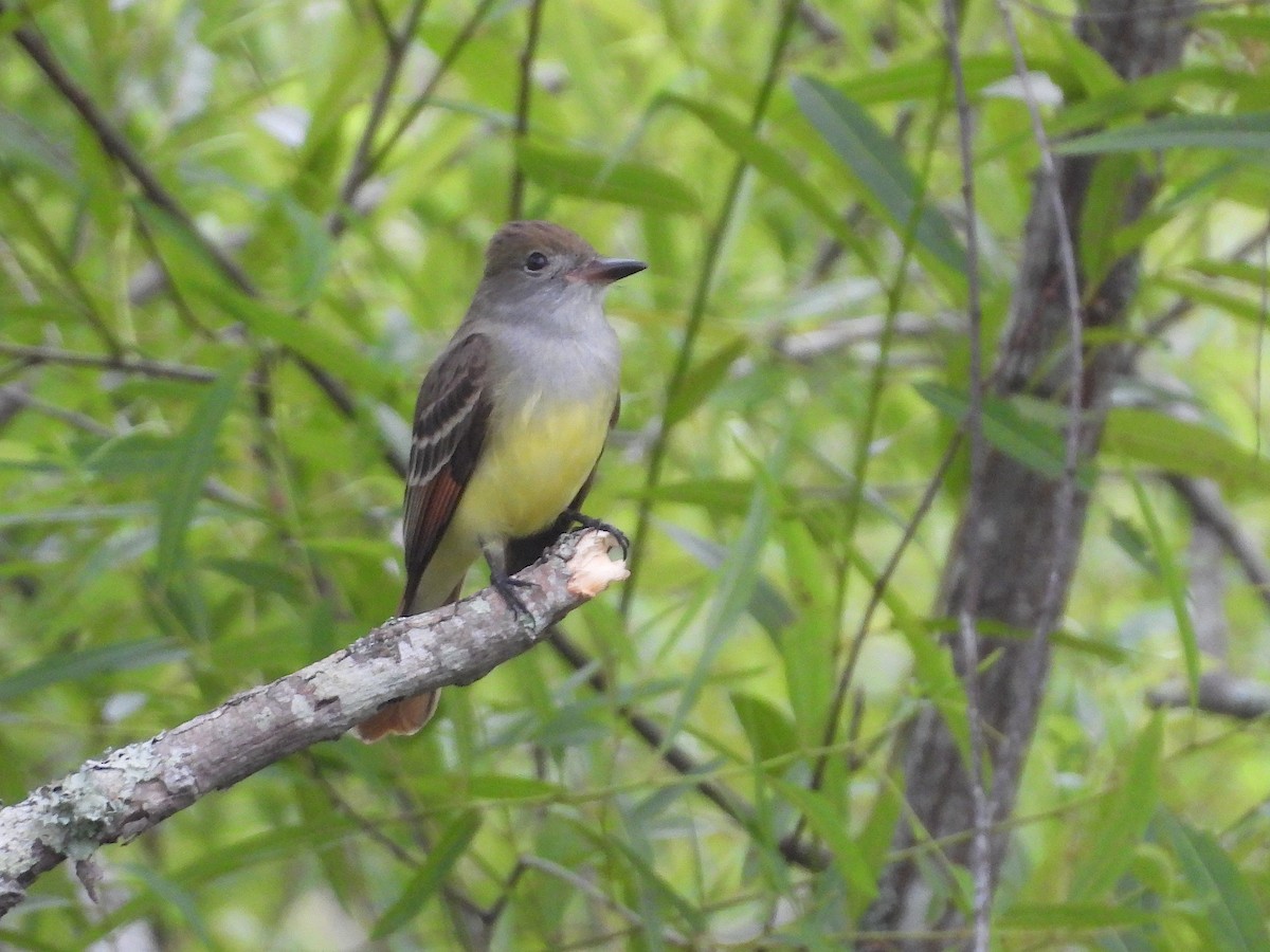 Great Crested Flycatcher - ML616855284