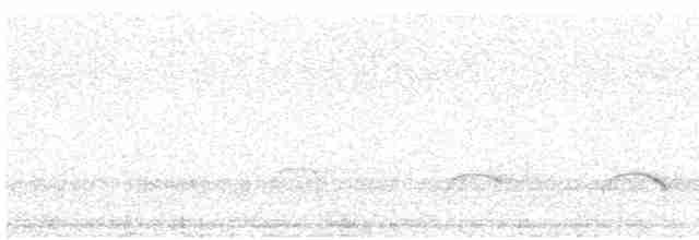 Austernfischer (ostralegus/longipes) - ML616855290