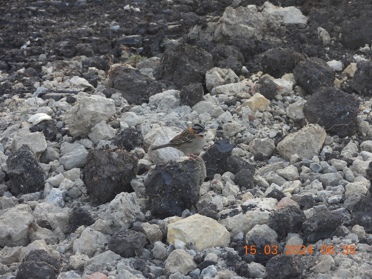 Rufous-collared Sparrow - ML616855382