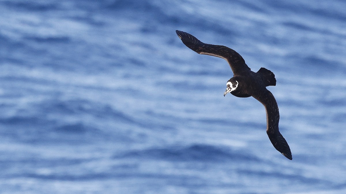 Spectacled Petrel - ML616855471