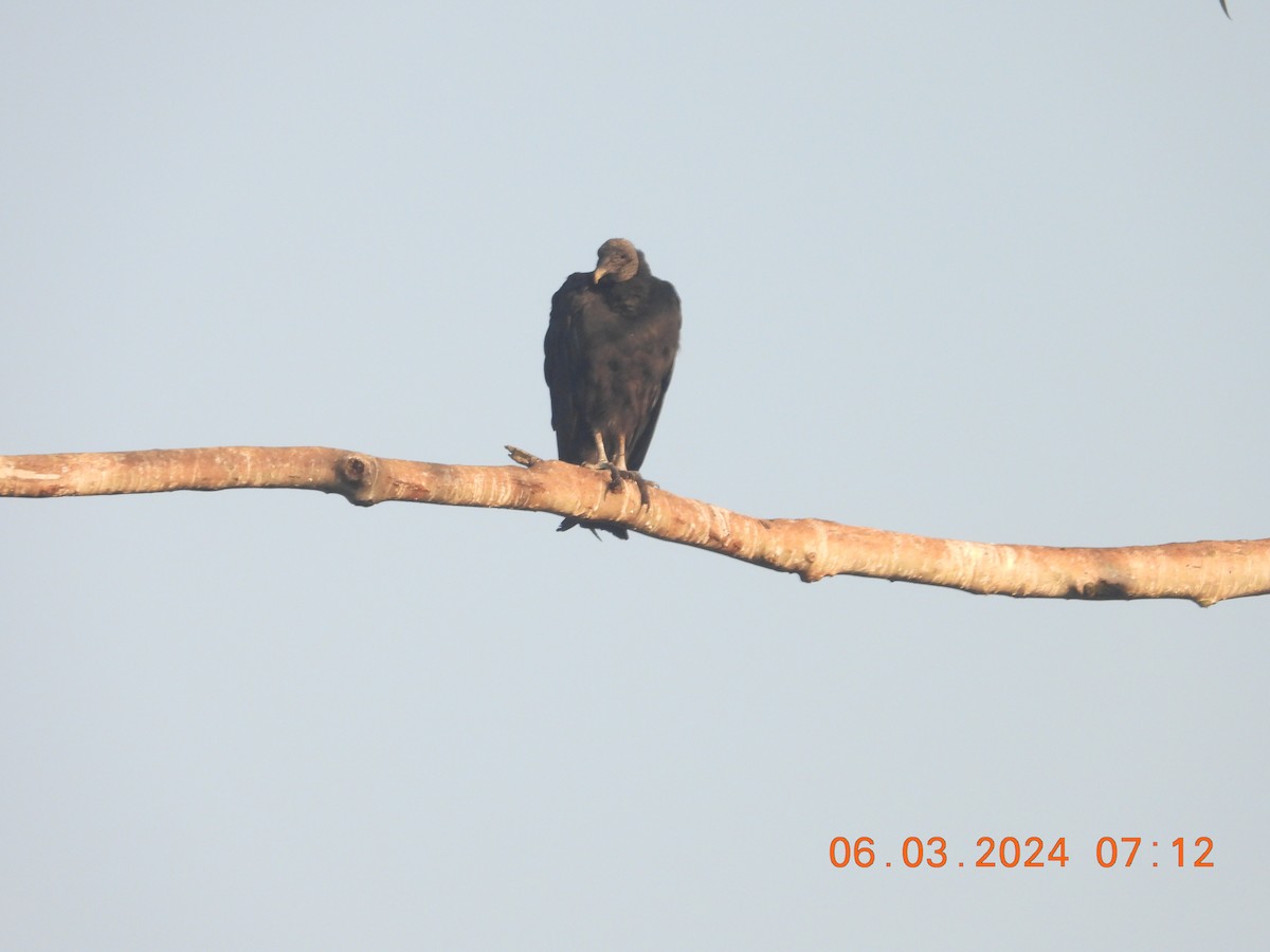 Black Vulture - ML616855472