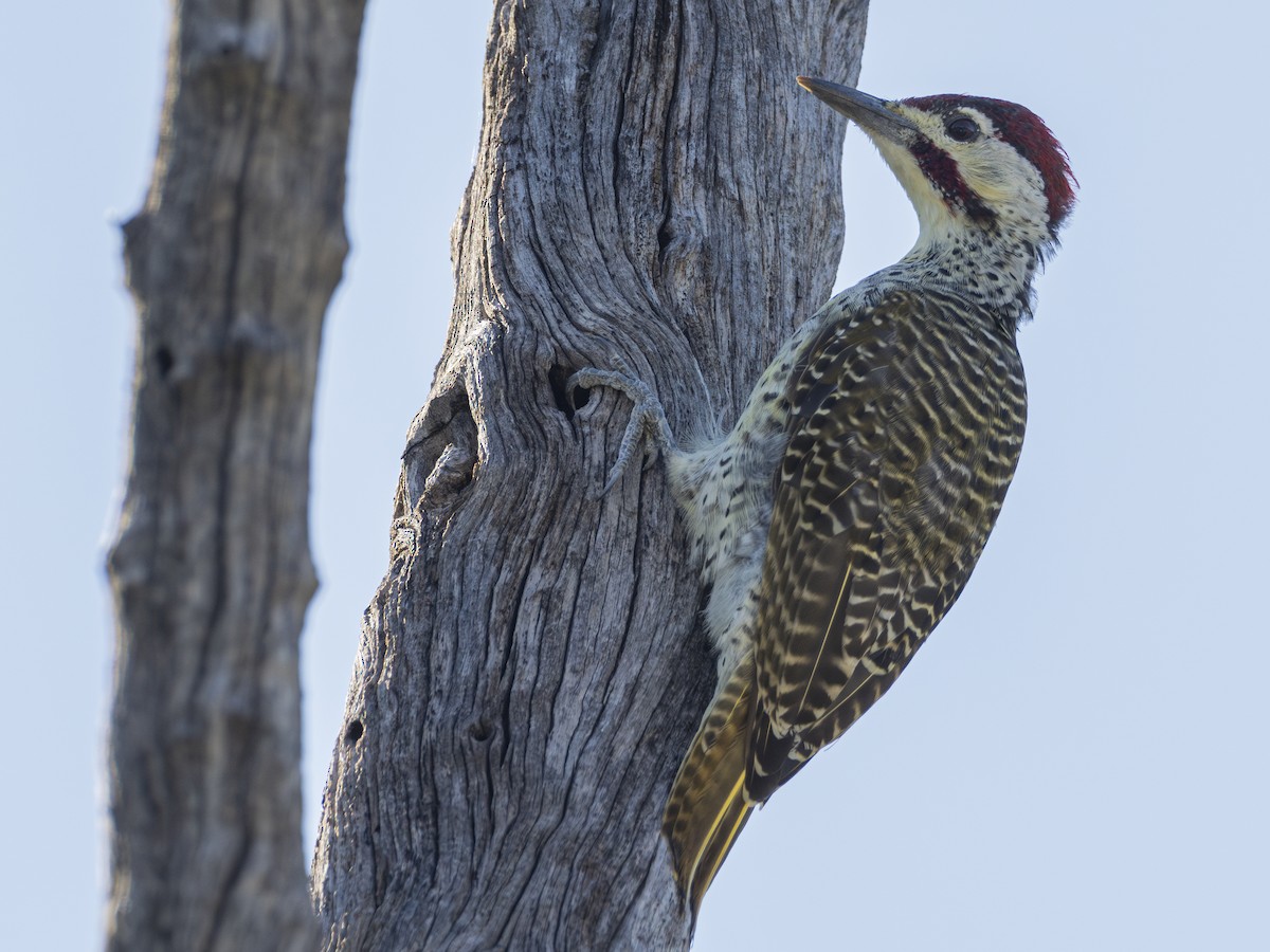 Bennett's Woodpecker - ML616855521