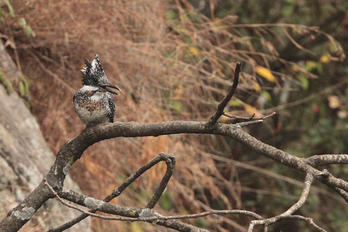 Crested Kingfisher - ML616855525