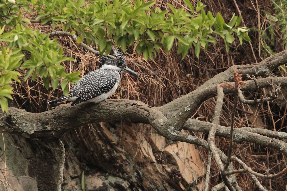 Crested Kingfisher - ML616855526