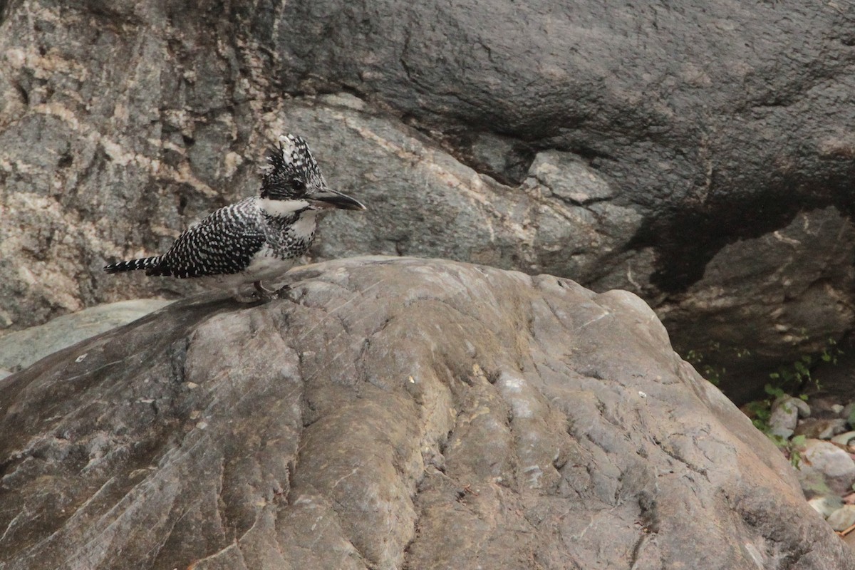 Crested Kingfisher - ML616855644