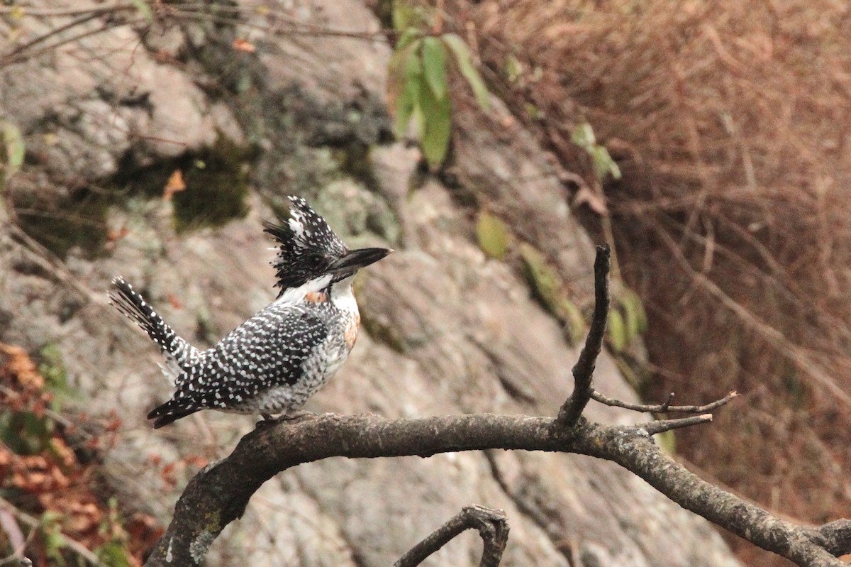 Crested Kingfisher - ML616855653