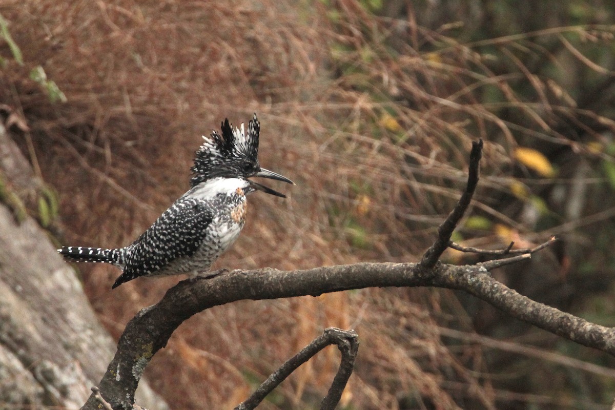 Crested Kingfisher - ML616855654
