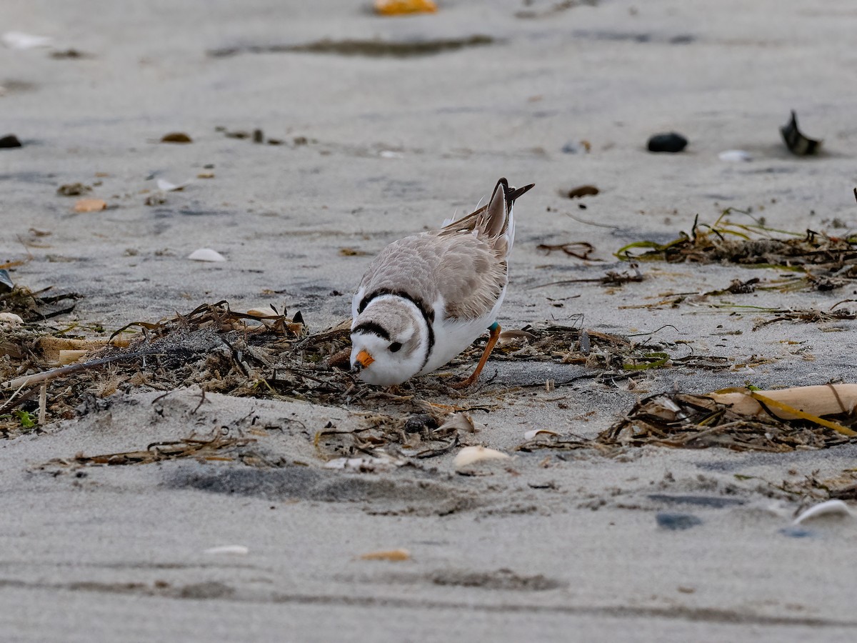 Piping Plover - ML616855673