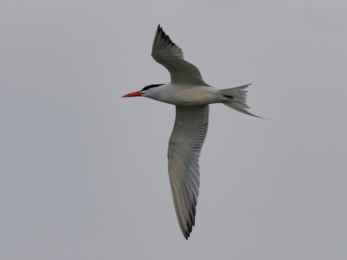 Royal Tern - Alan MacEachren