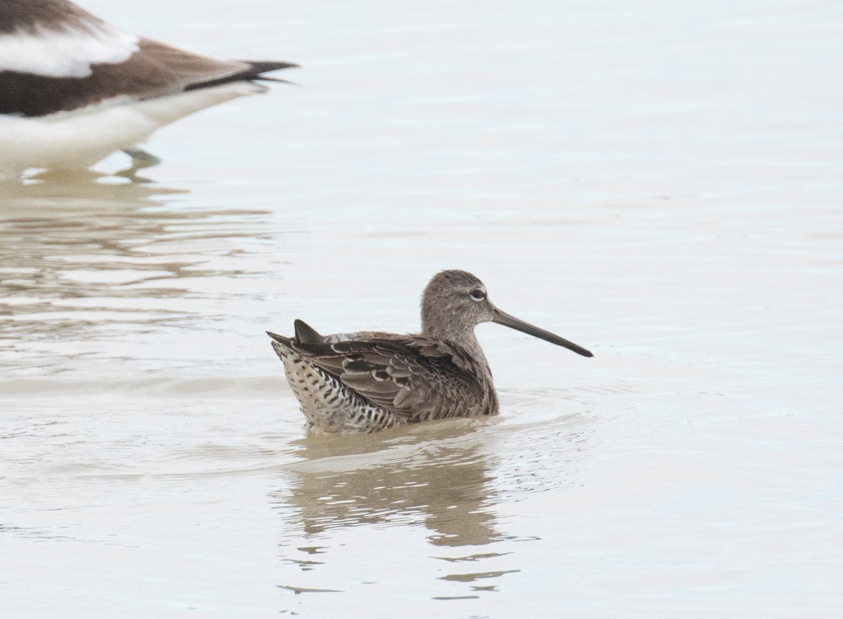 Long-billed Dowitcher - ML616855689