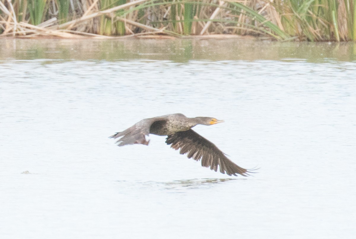 Double-crested Cormorant - Liam Huber