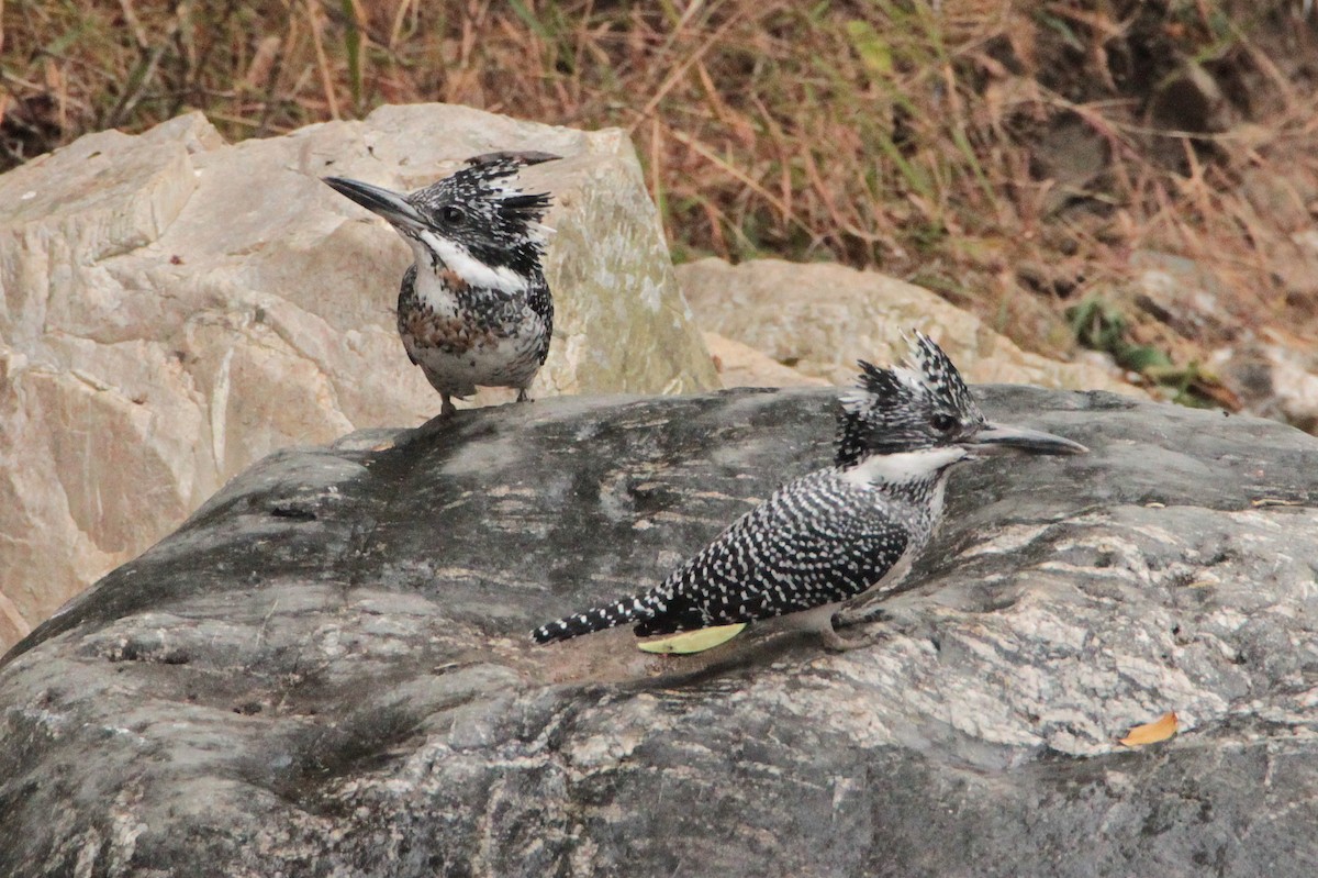 Crested Kingfisher - ML616855736