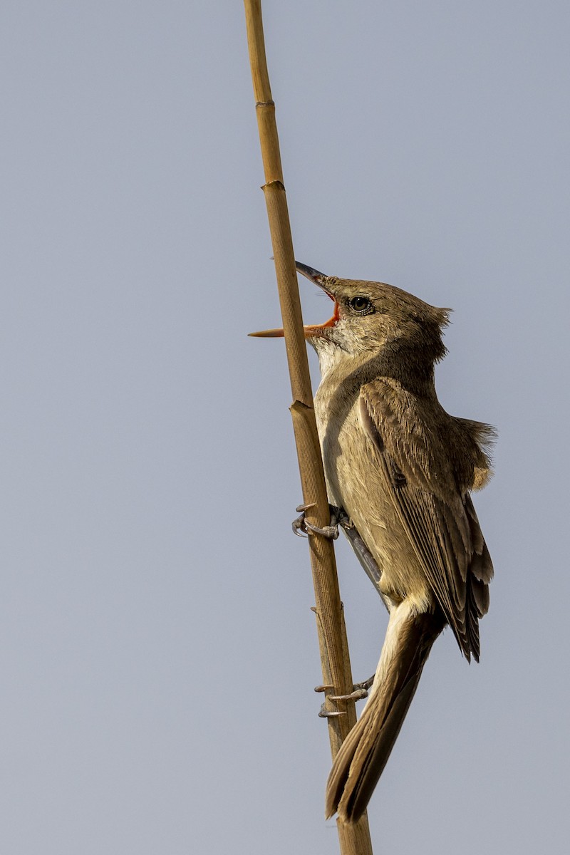 Clamorous Reed Warbler (Brown) - ML616855757