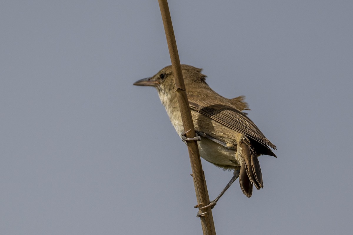 Clamorous Reed Warbler (Brown) - ML616855758