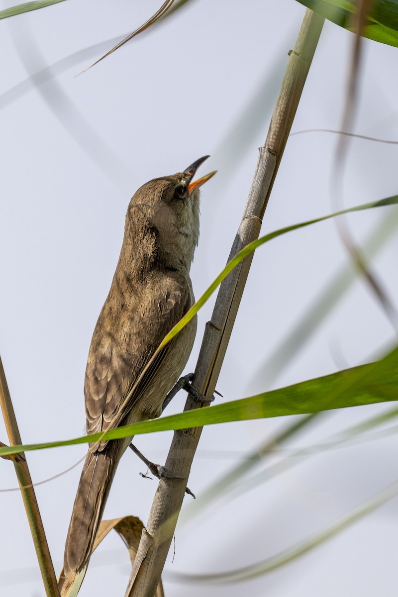 Clamorous Reed Warbler (Brown) - ML616855759
