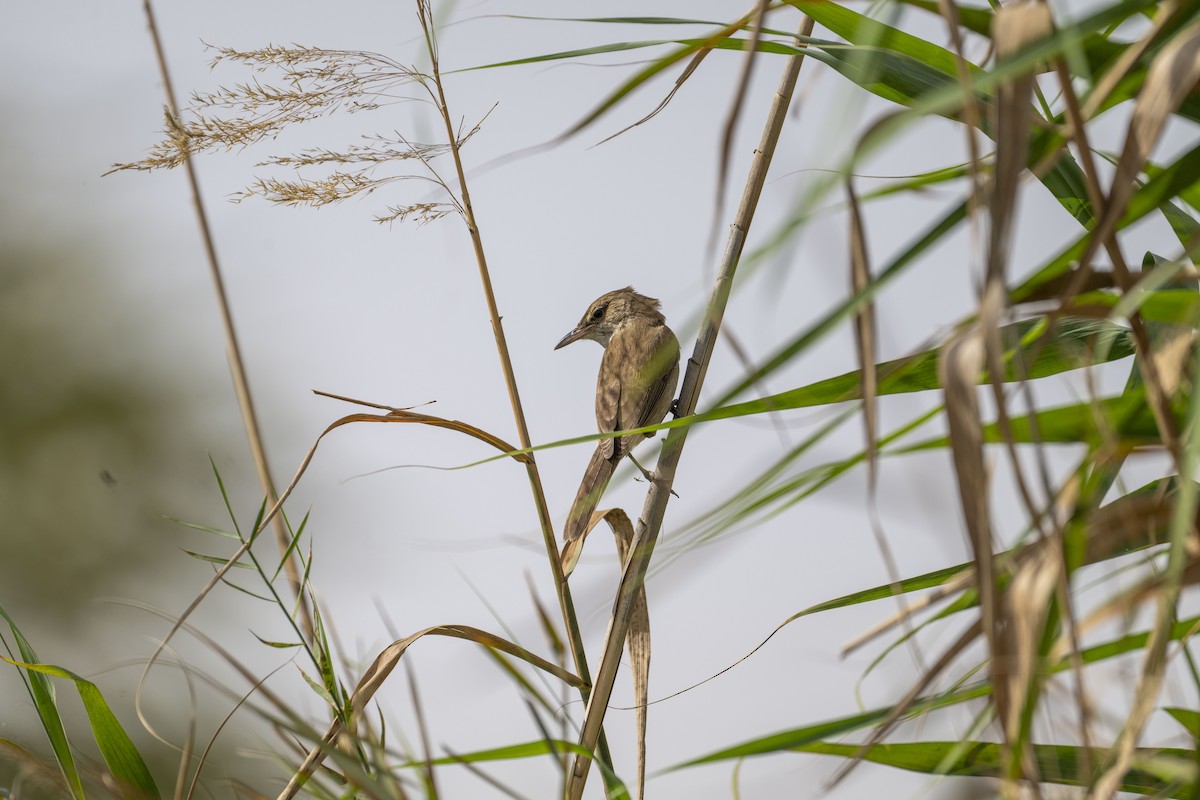 Clamorous Reed Warbler (Brown) - ML616855761