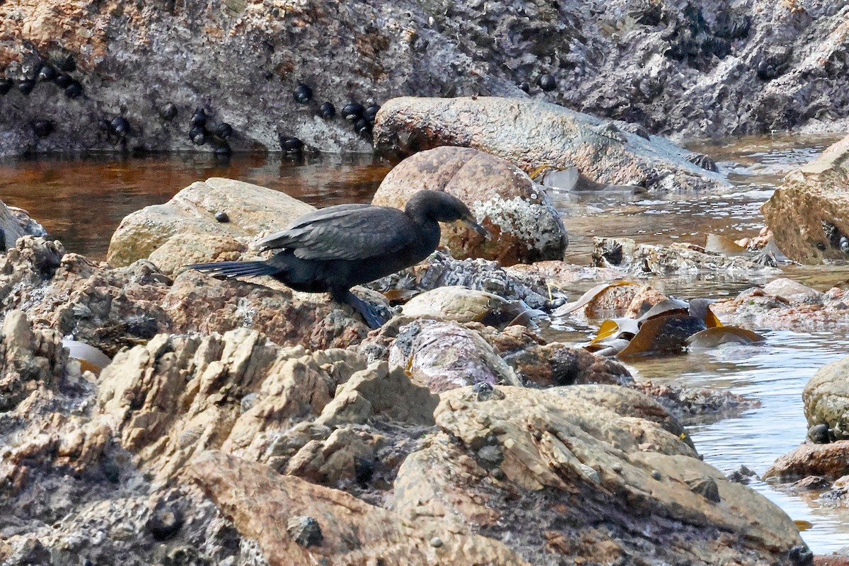 Cape Cormorant - ML616855876