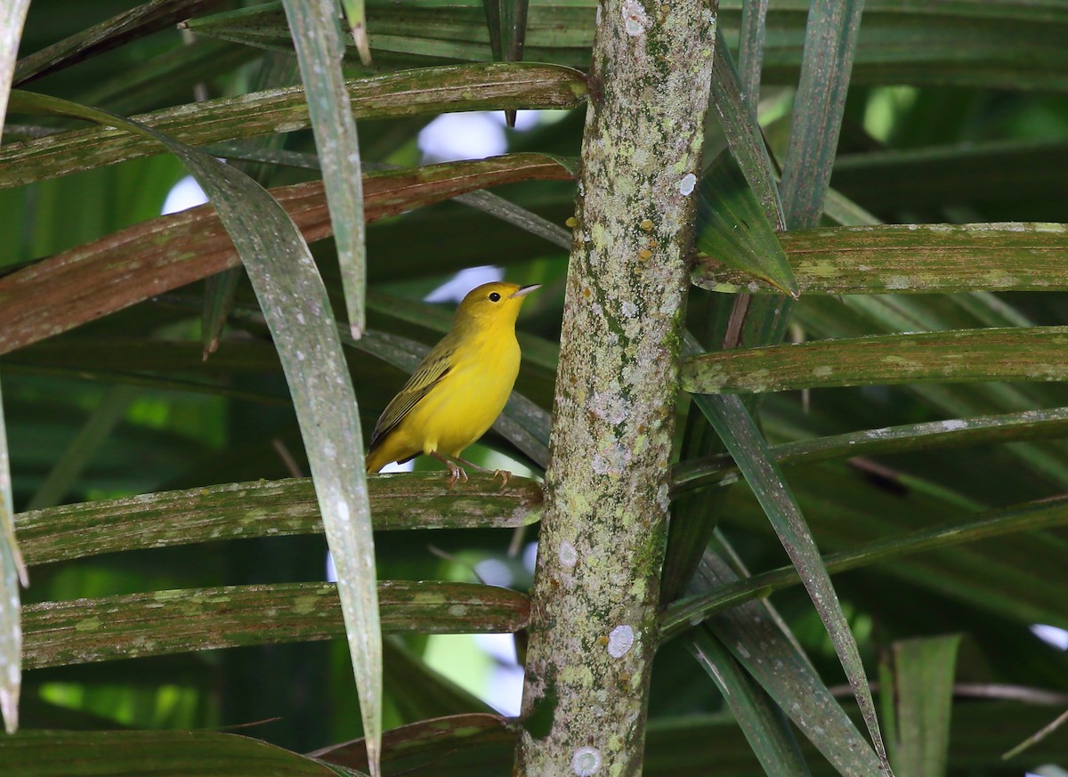 Yellow Warbler (Galapagos) - ML616856095