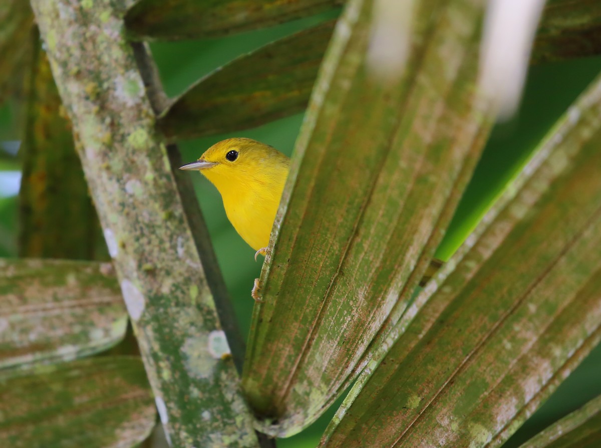 Yellow Warbler (Galapagos) - ML616856152
