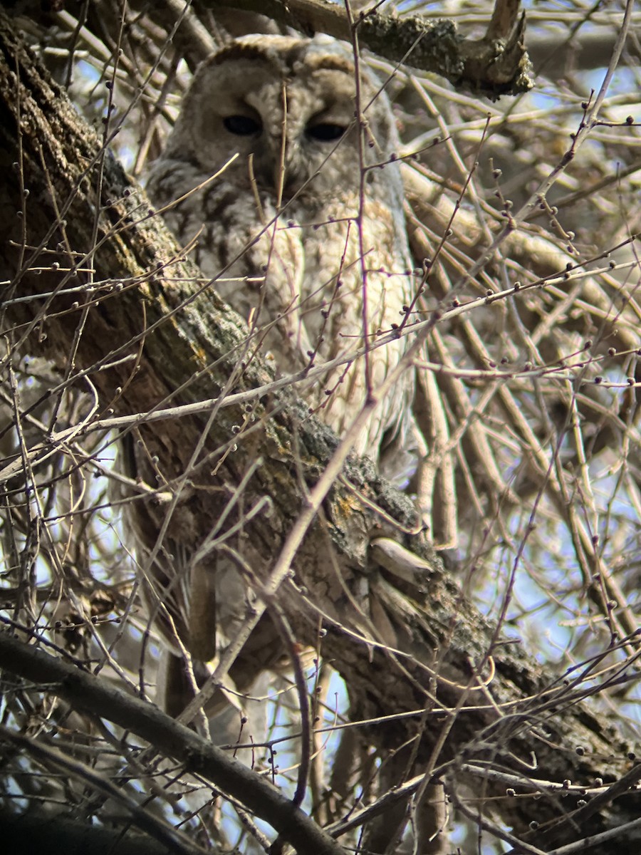 Tawny Owl - ML616856200