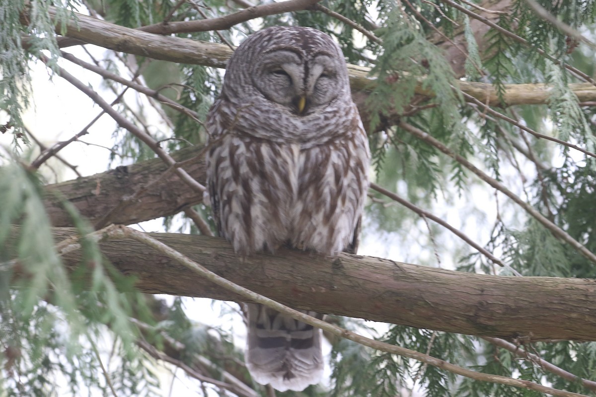 Barred Owl - ML616856222