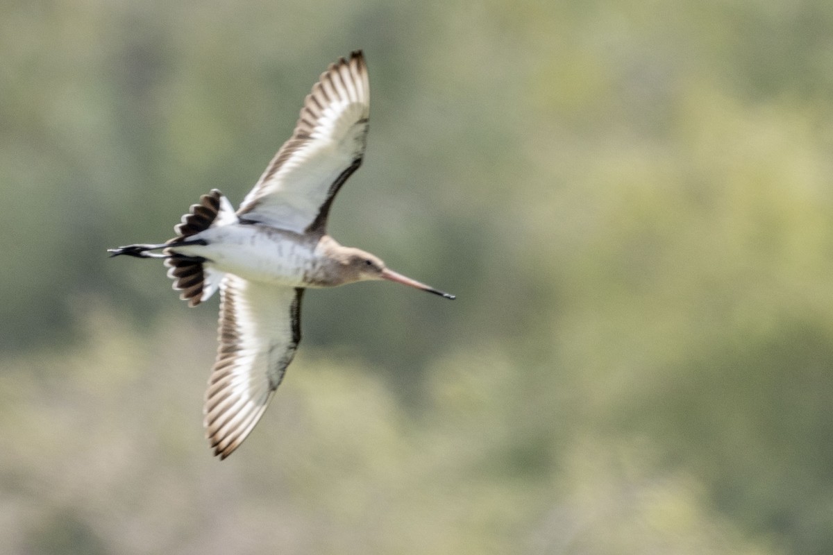 Black-tailed Godwit (limosa) - Dinesh Kumar