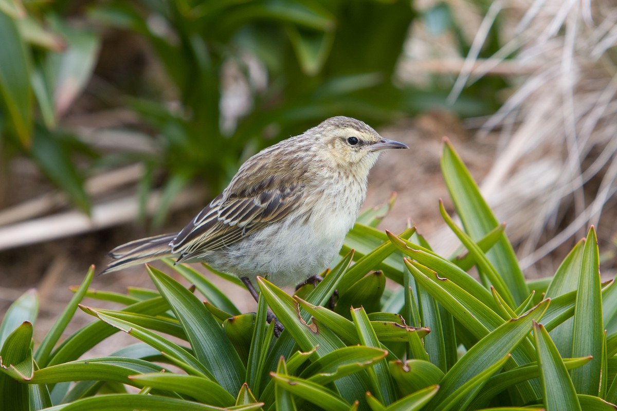 New Zealand Pipit - michael todd