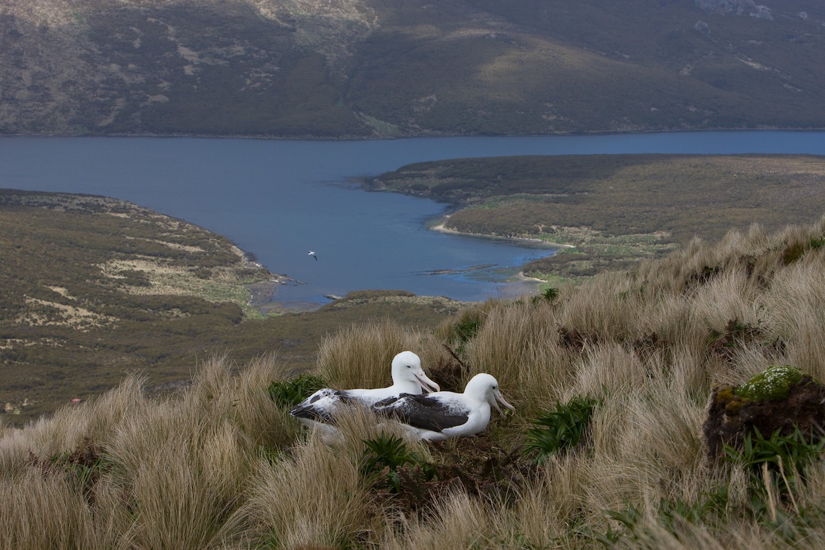 albatros královský - ML616856340