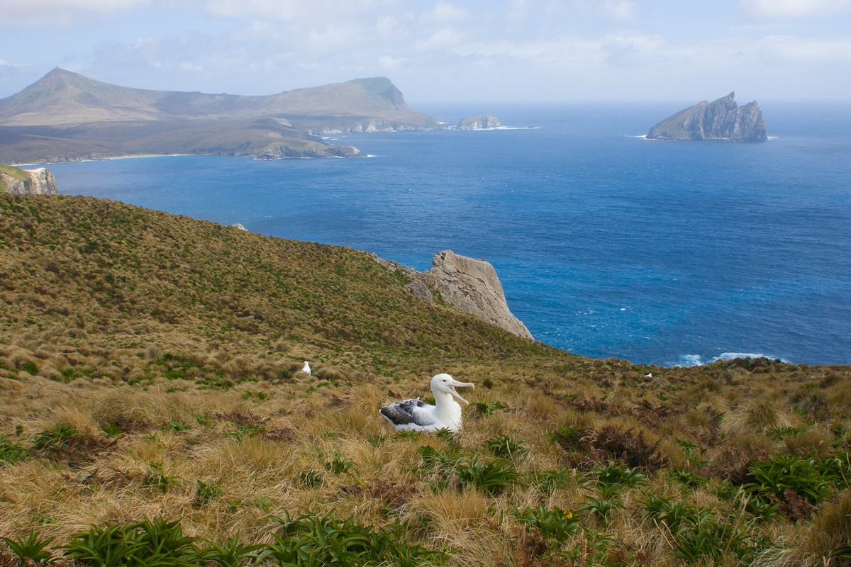 albatros královský - ML616856358