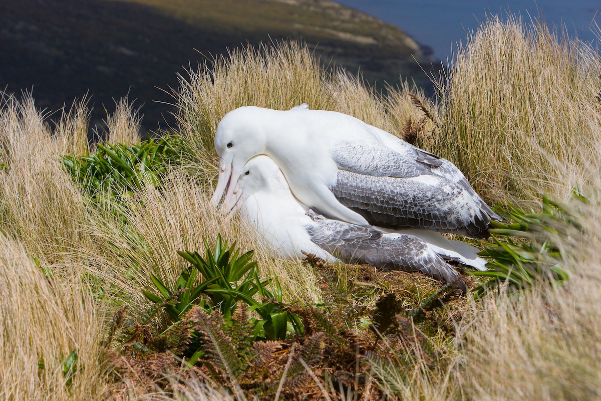 albatros královský - ML616856373
