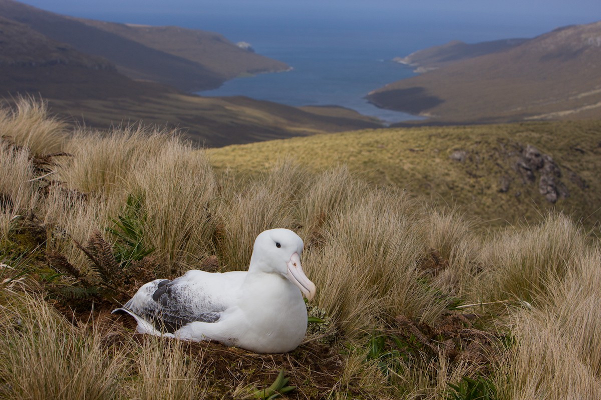 Southern Royal Albatross - michael todd