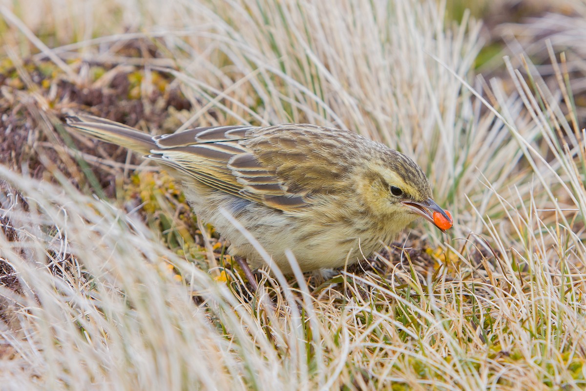 New Zealand Pipit - michael todd