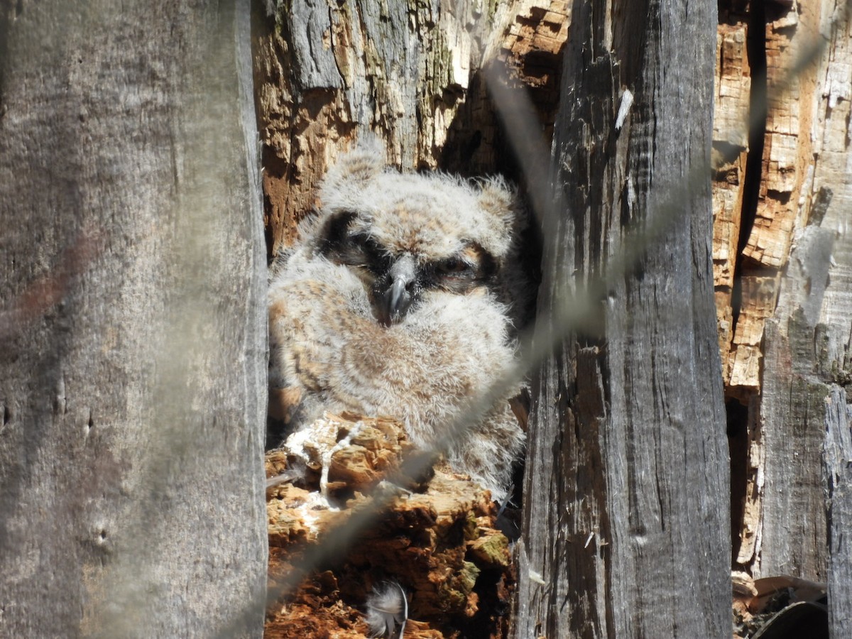 Great Horned Owl - ML616856399