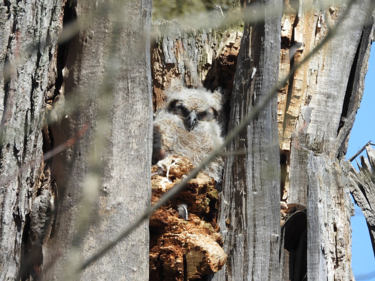 Great Horned Owl - ML616856406