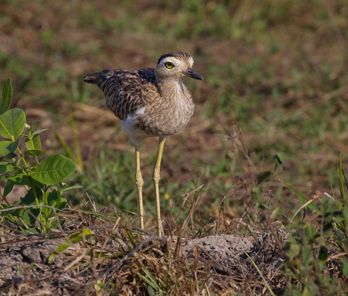 Double-striped Thick-knee - ML616856410