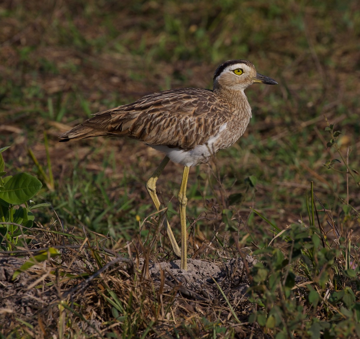 Double-striped Thick-knee - ML616856411