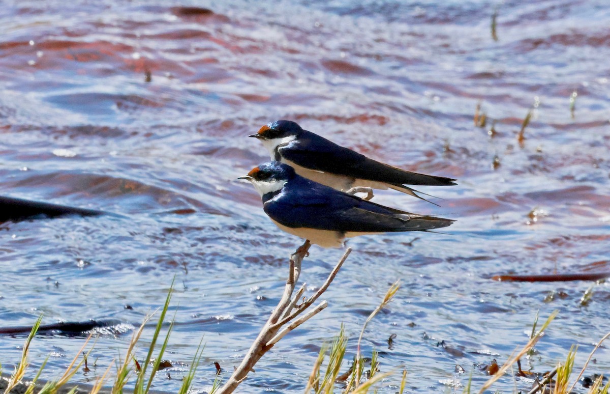 White-throated Swallow - Martin Hosier