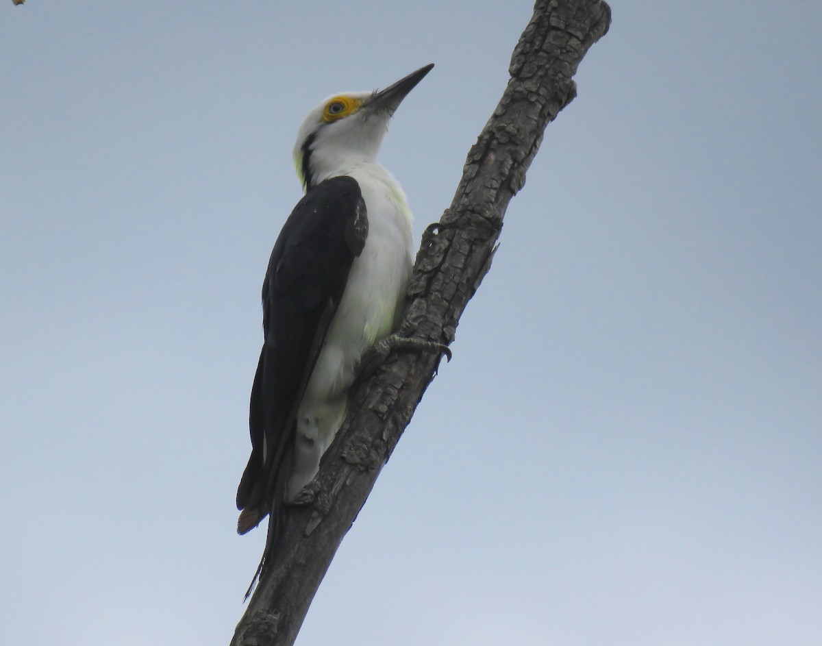 White Woodpecker - ML616856559