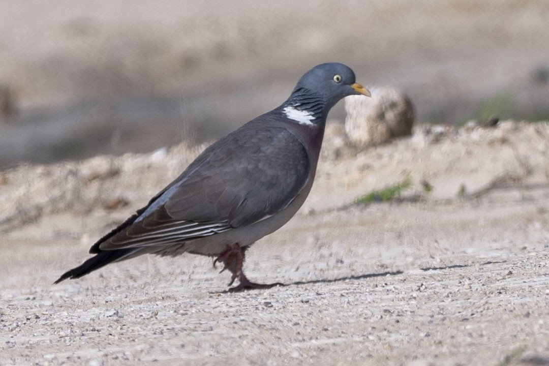Common Wood-Pigeon - ML616856635