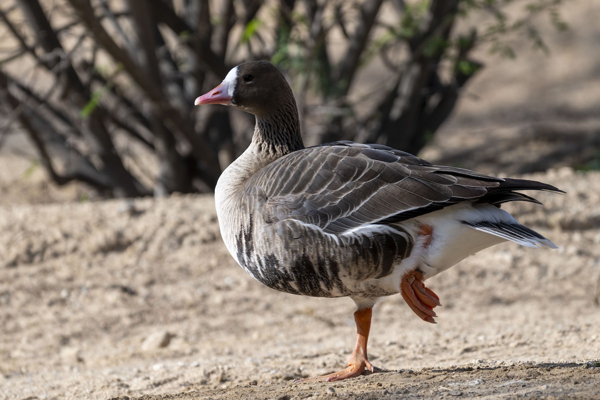 Greater White-fronted Goose - ML616856685