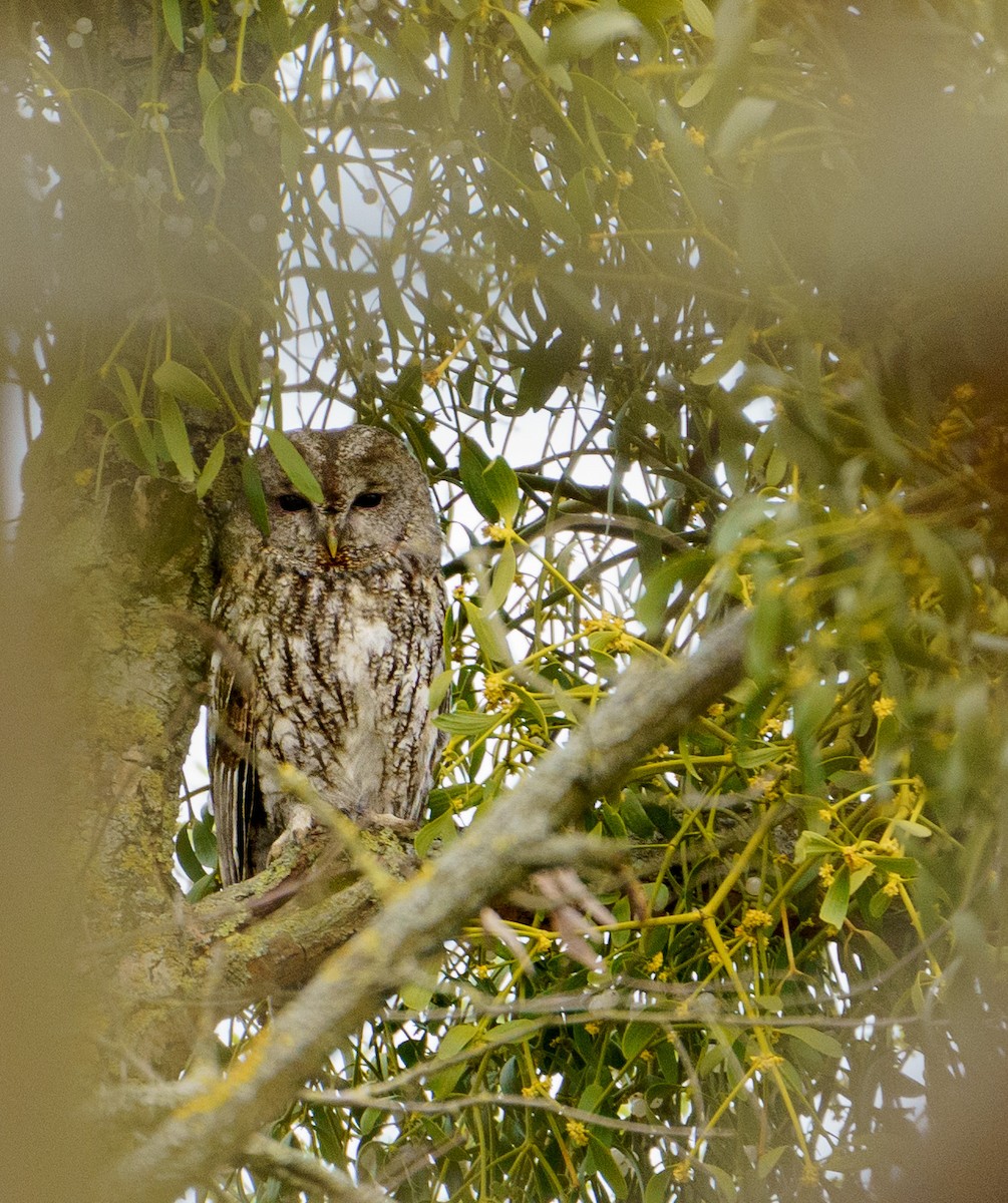Tawny Owl - ML616856787
