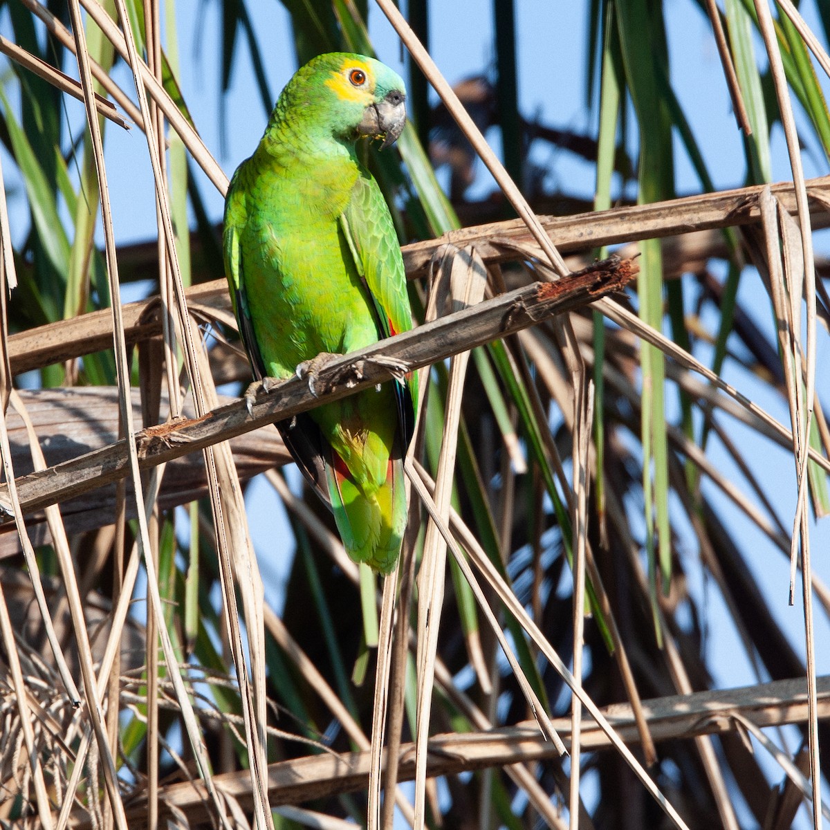 Turquoise-fronted Parrot - ML616856820
