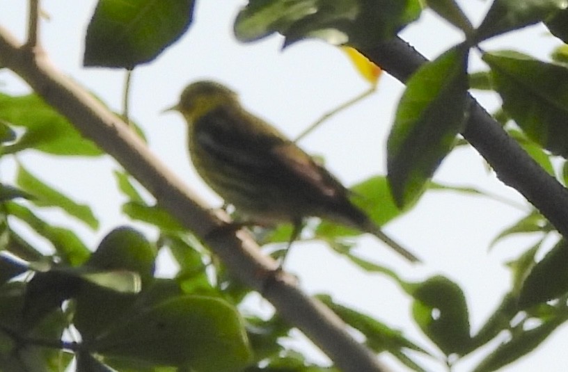 Cape May Warbler - ML616856860